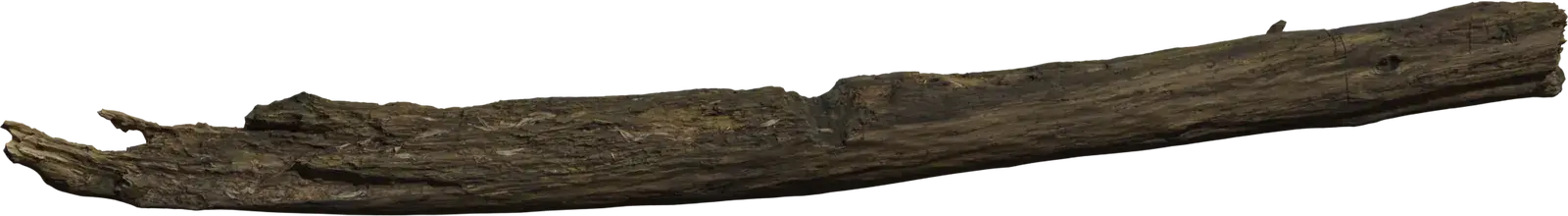 Dead Tree Trunk