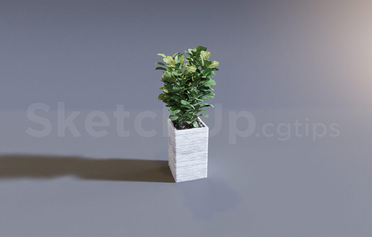 Plant