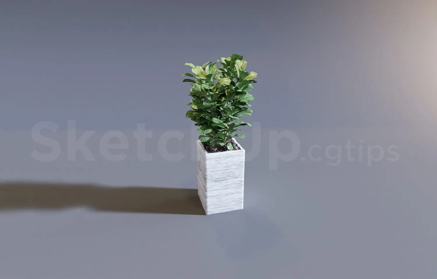 Plant