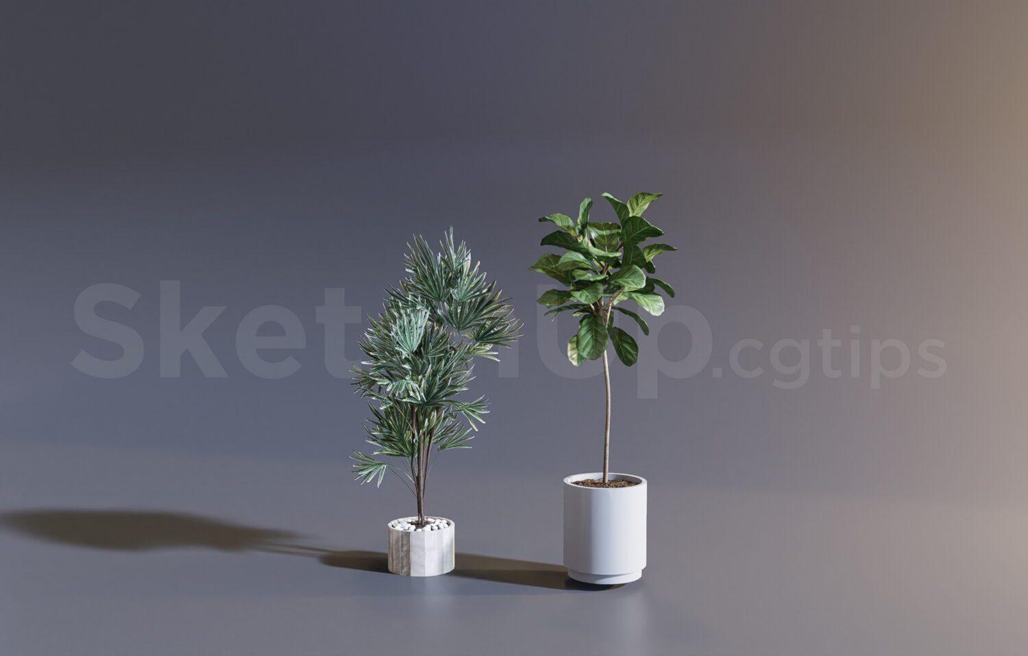 Plant