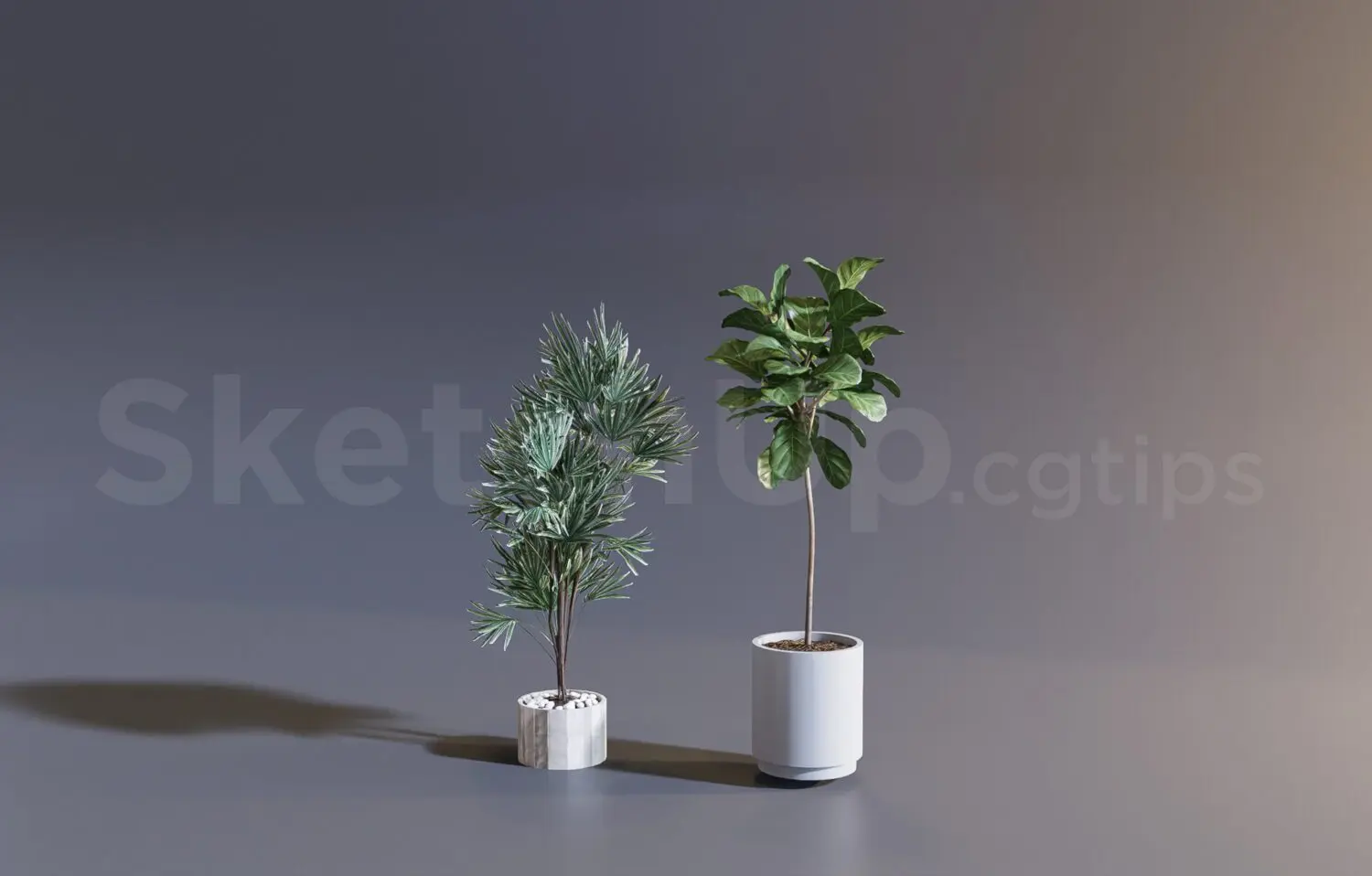 Plant