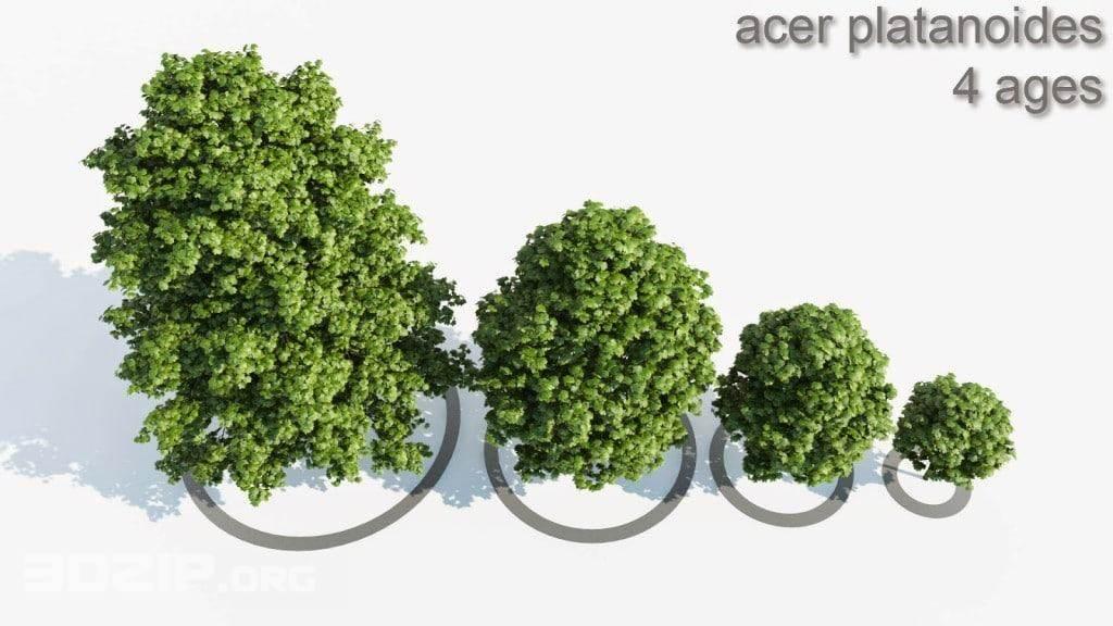 Trees — preview 1, by Krzysztof Czerwinski (3dzip)