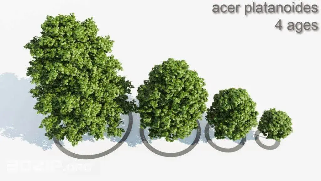 Trees