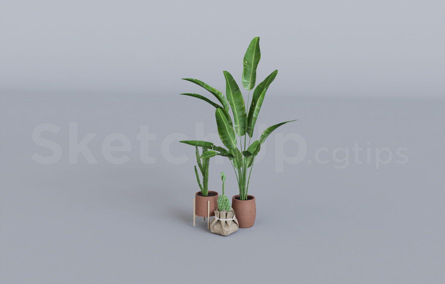Plant