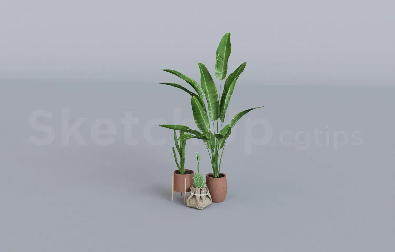 Plant