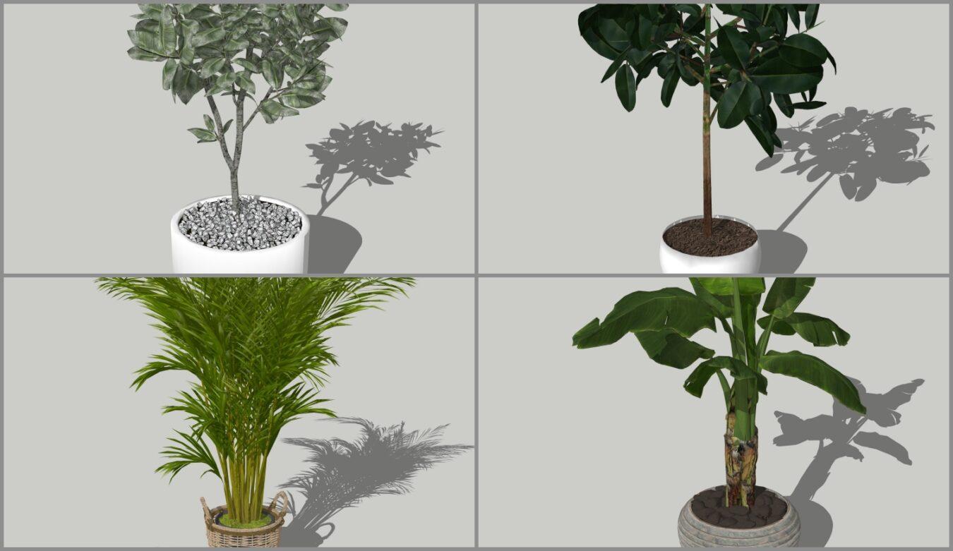 Plant