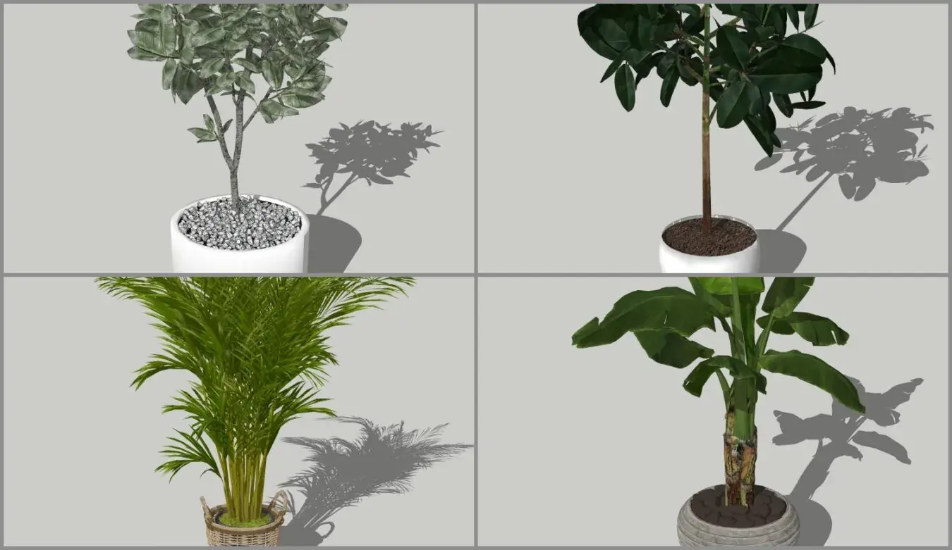 Plant
