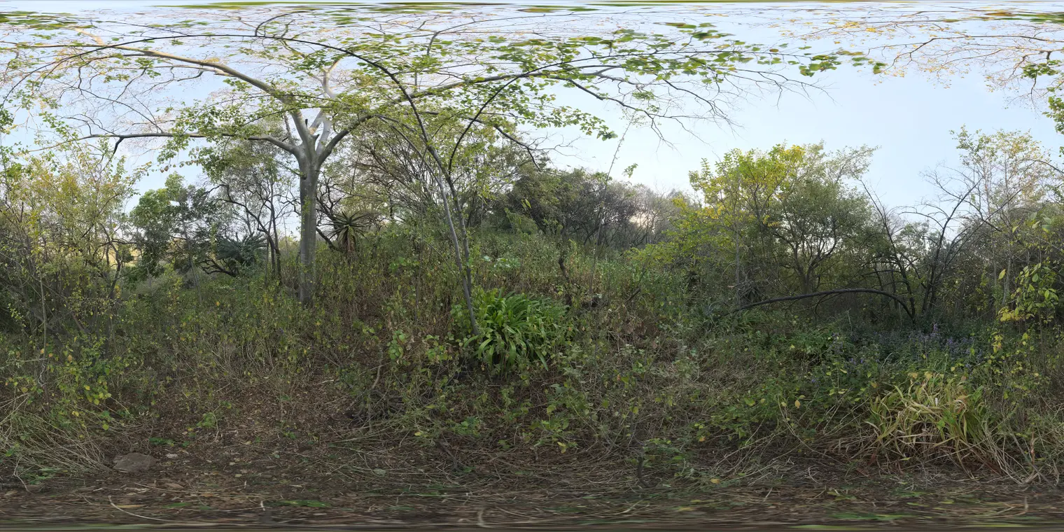 Nature Reserve Forest