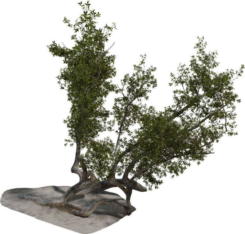 Island Tree 3