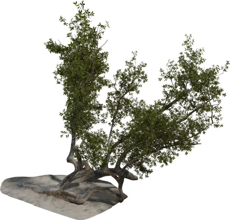 Island Tree 3 — preview 1, by Rico Cilliers, Rob Tuytel (Poly Haven, CC0)