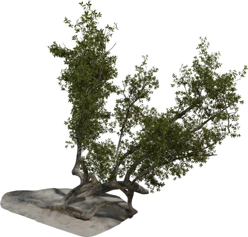 Island Tree 3