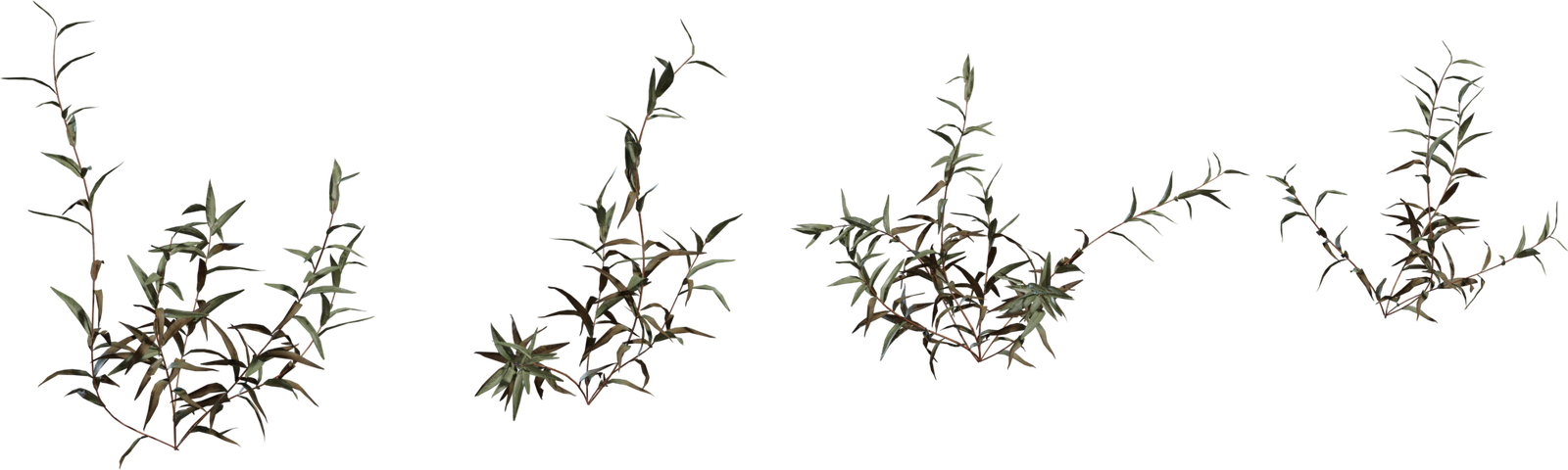 Shrub 2