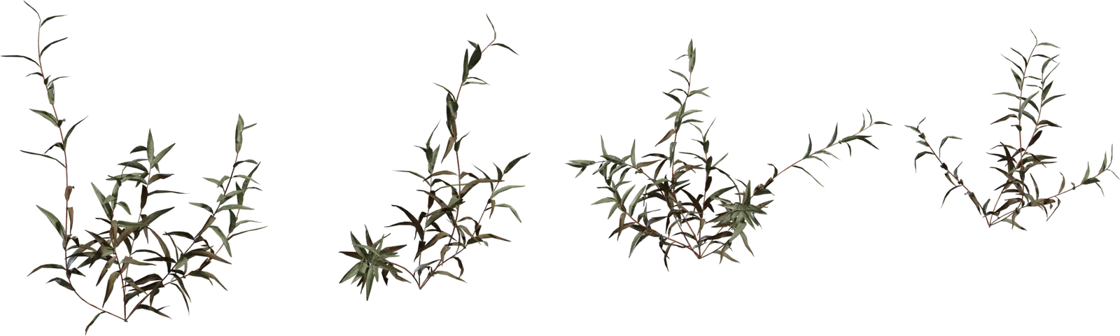 Shrub 2