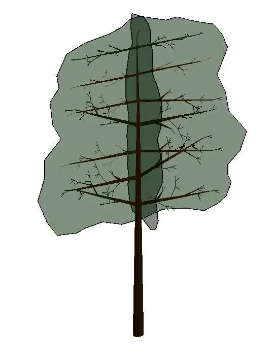Pleached Tree