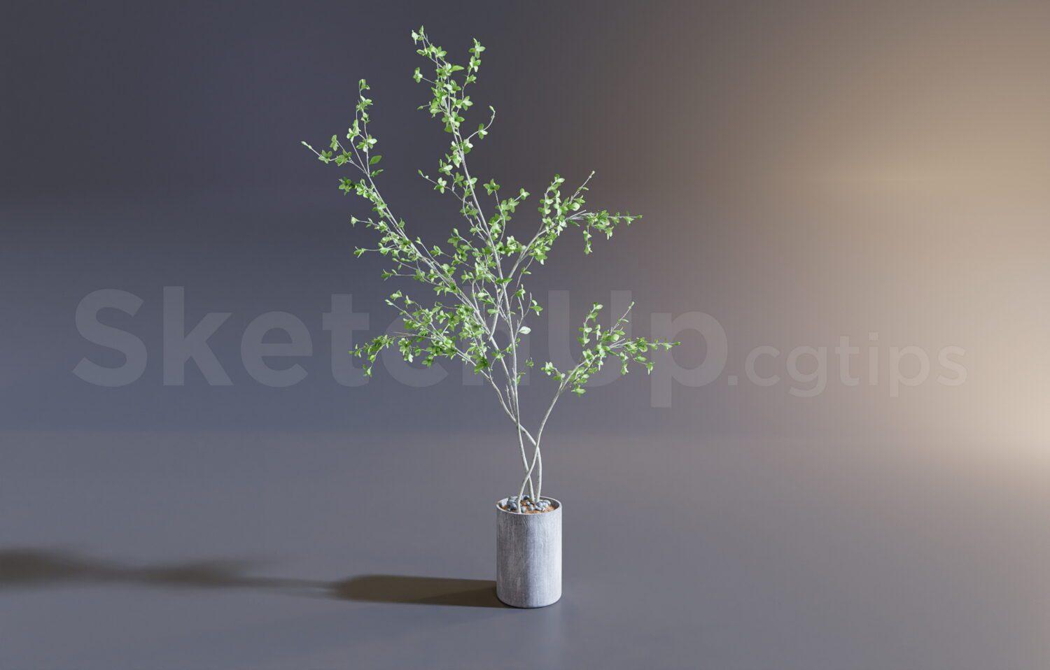 Plant