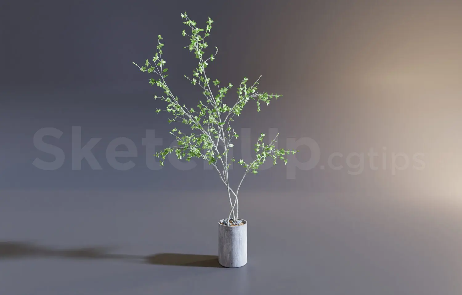 Plant