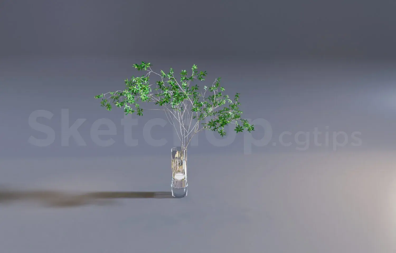 Plant