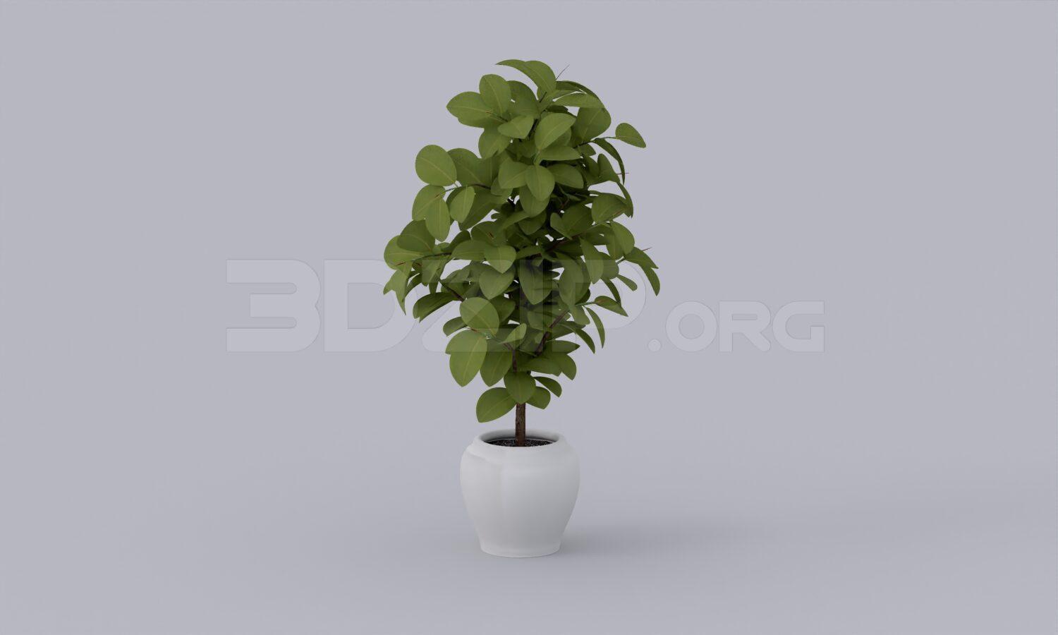Plant