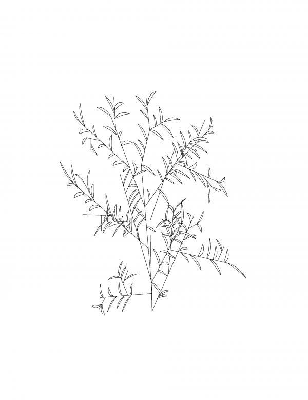Bush