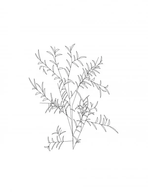 Bush