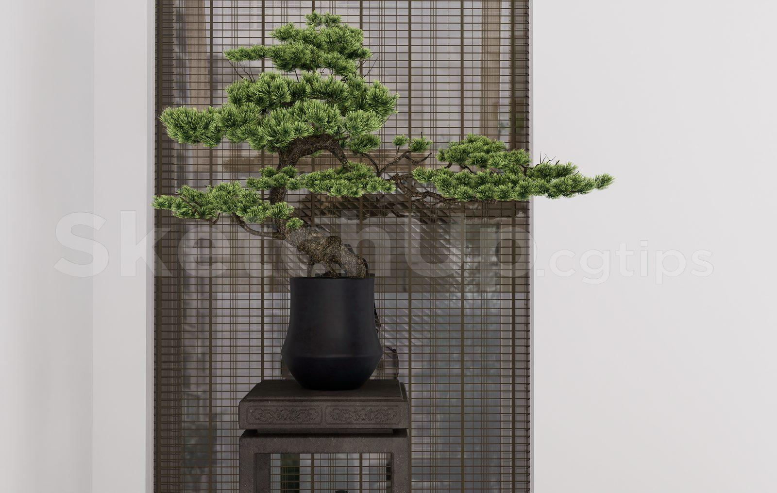 BonSai Tree