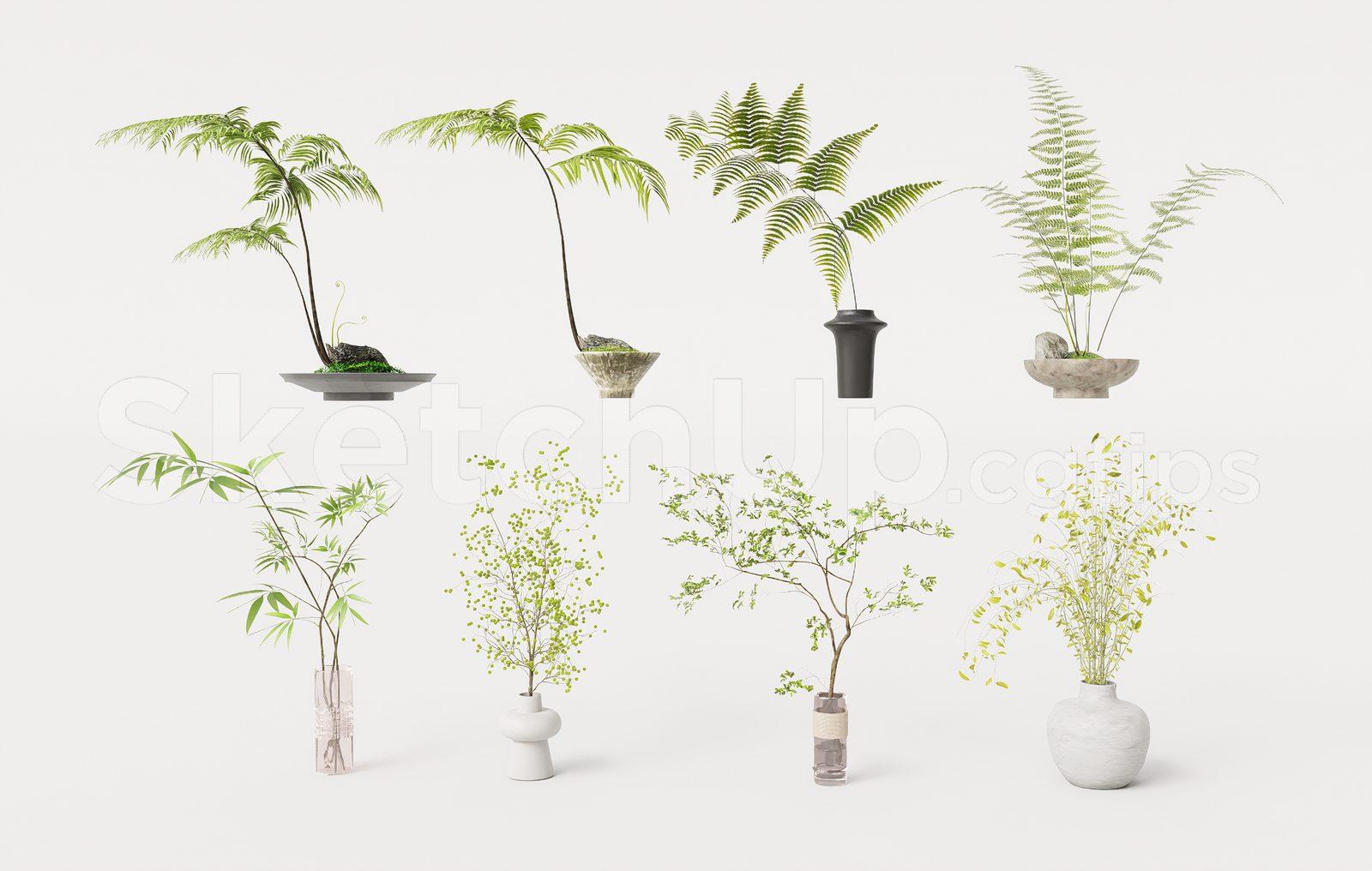 Plant