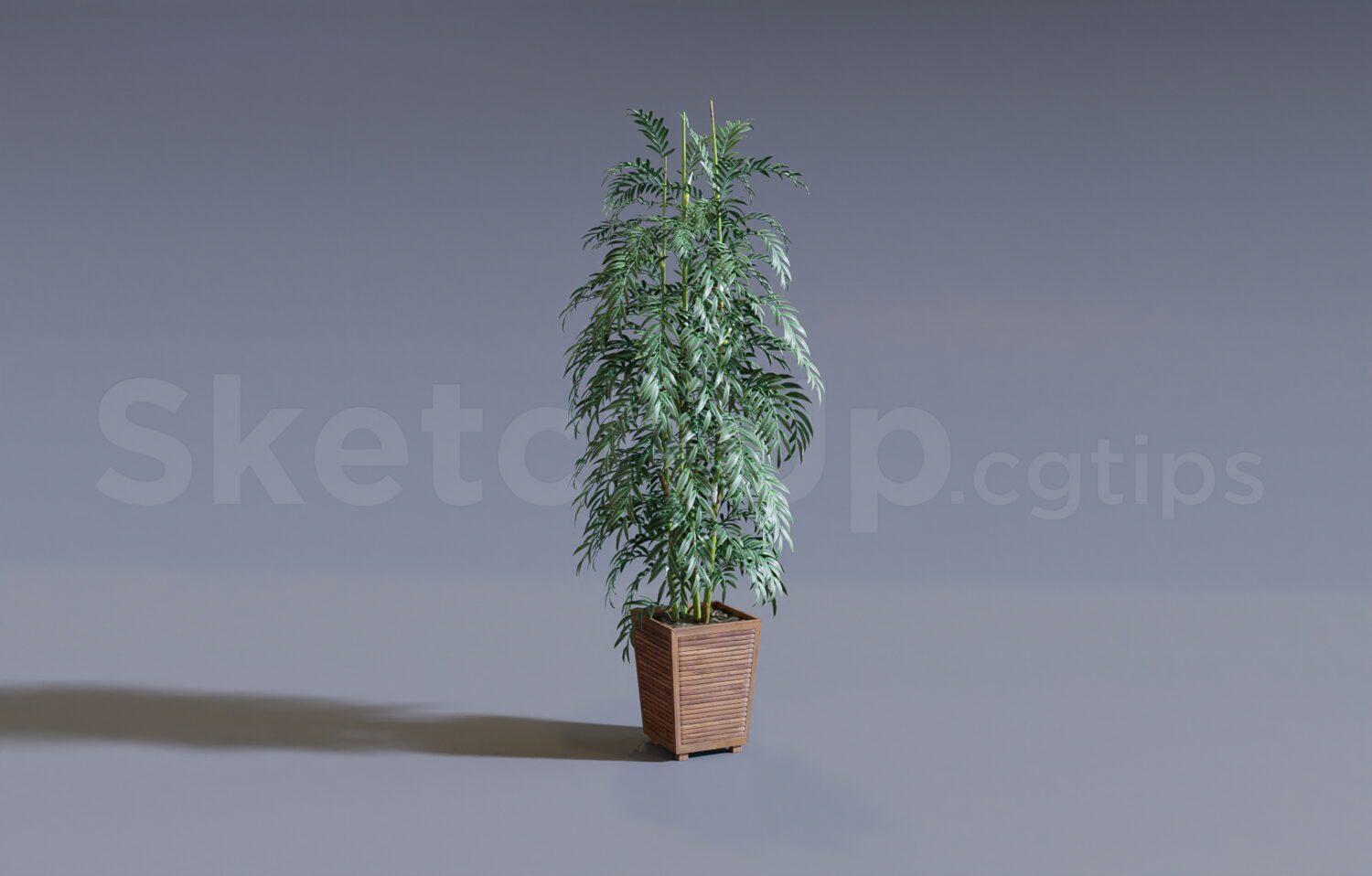 Plant
