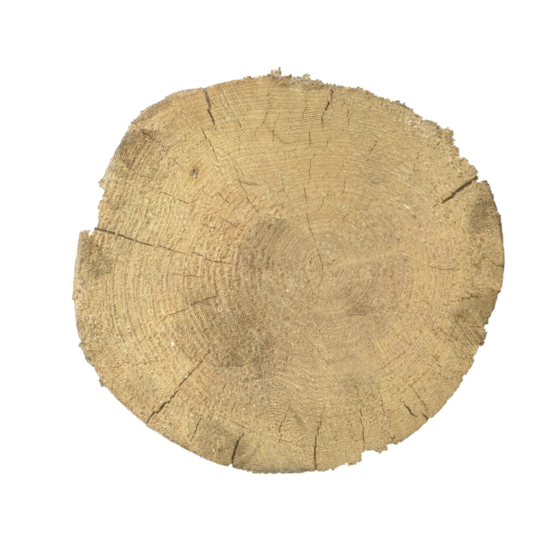 Tree End 005