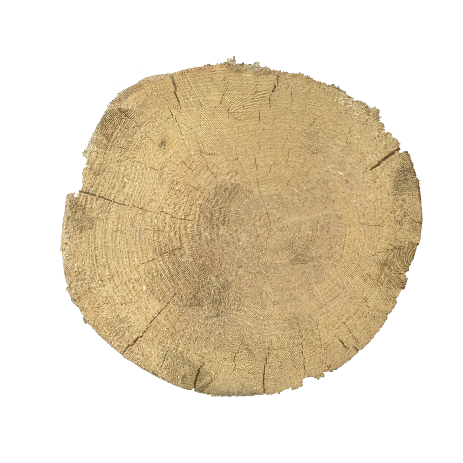 Tree End 005