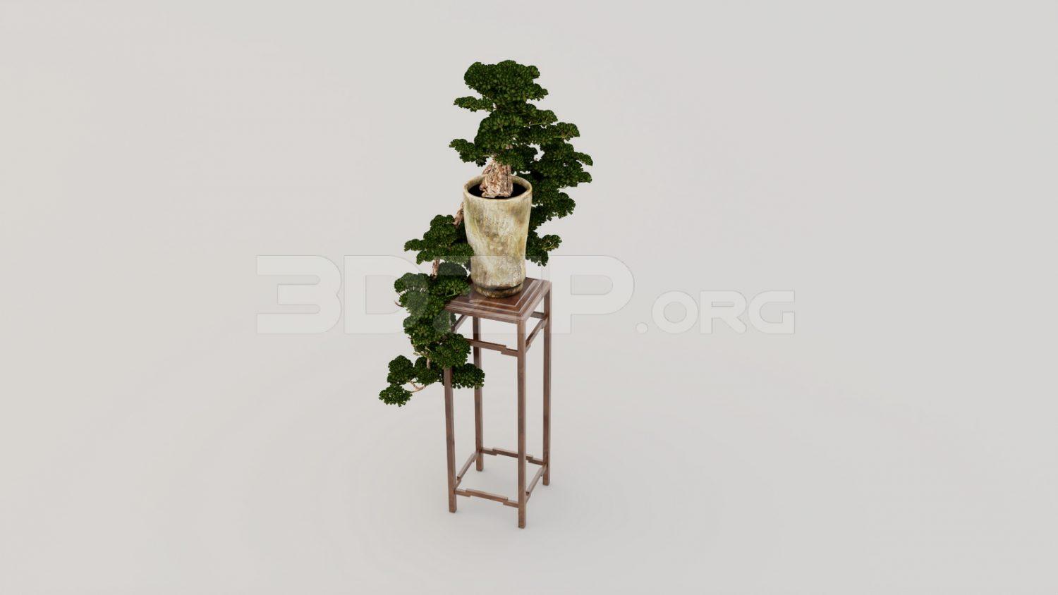 BonSai Tree