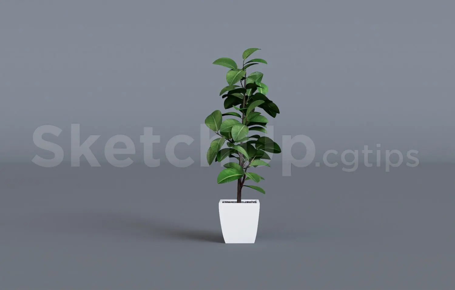 Plant