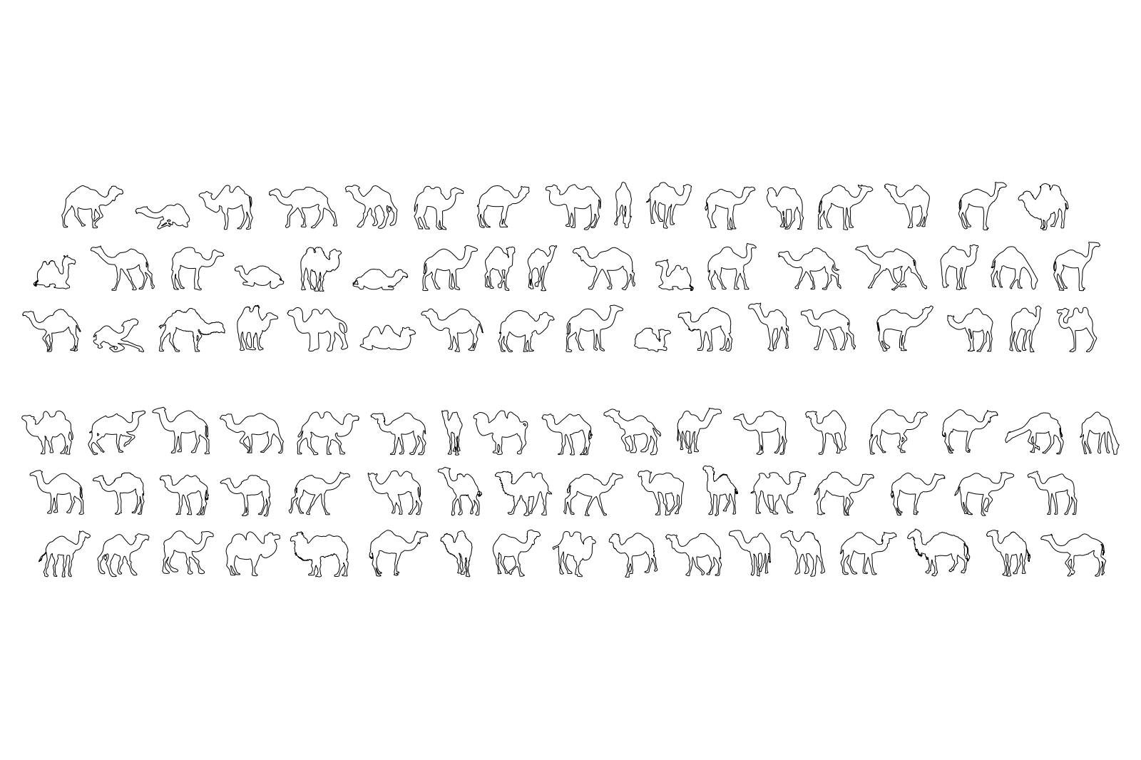 Camels