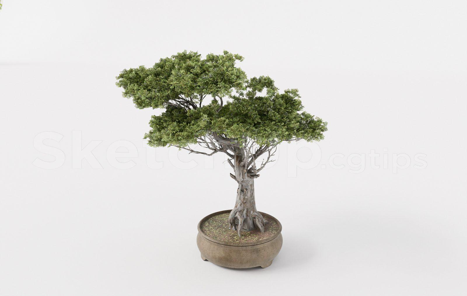 BonSai Tree
