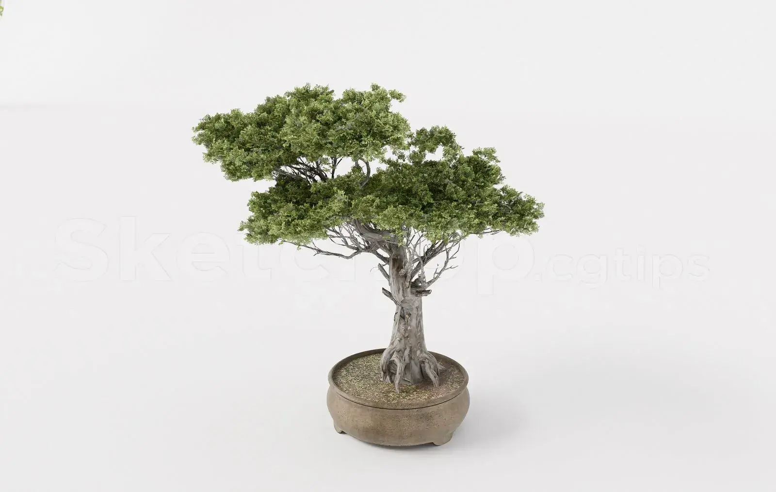 BonSai Tree