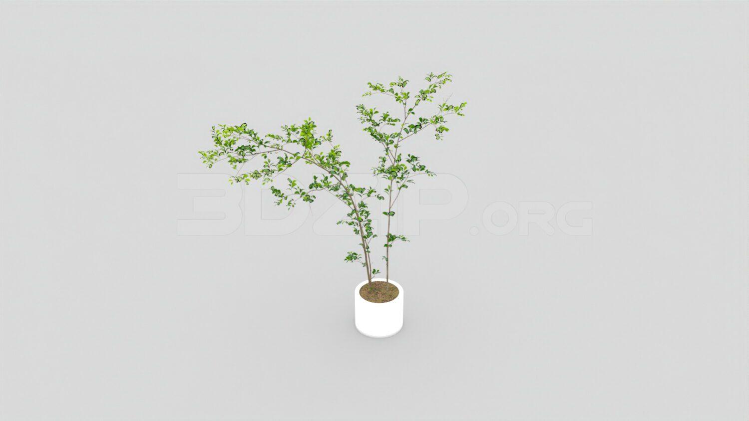 Plant