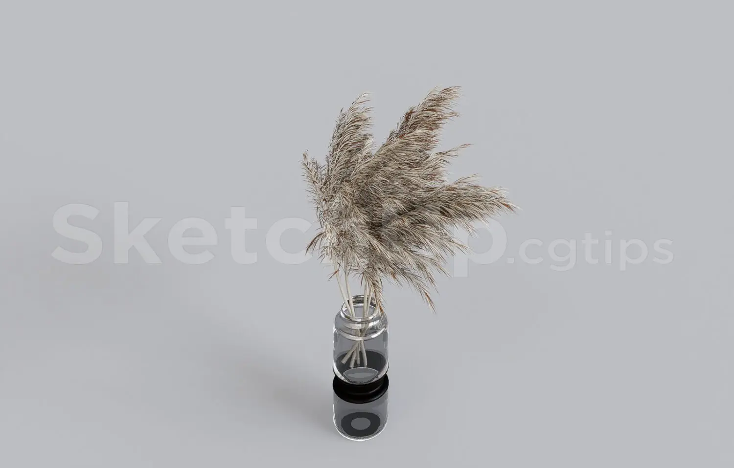 Pampas Grass