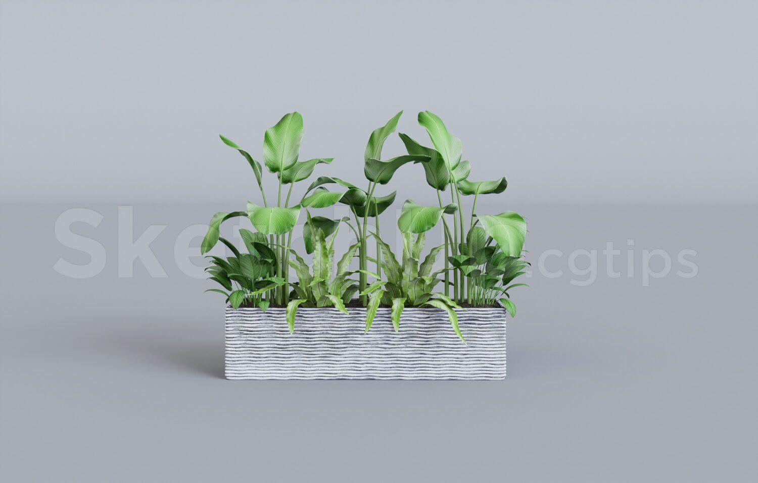 Plant