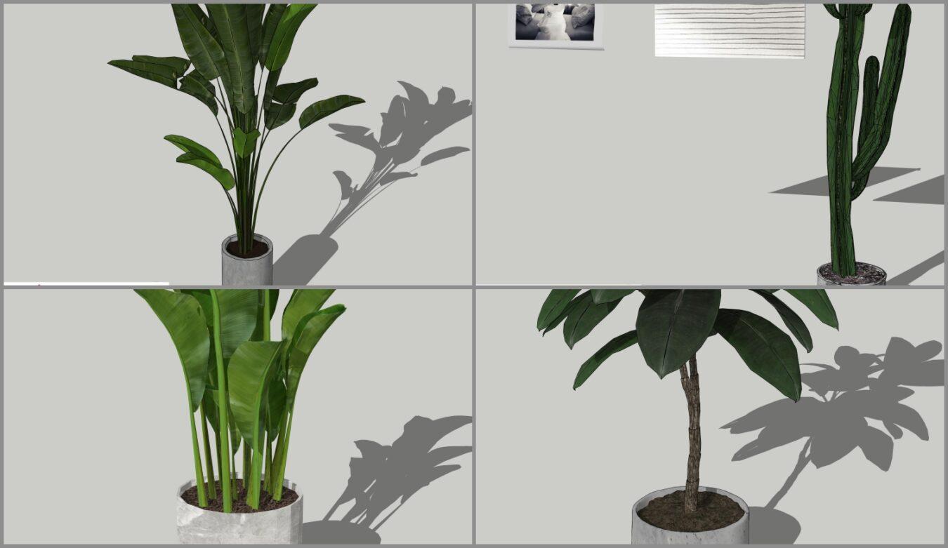 Plant