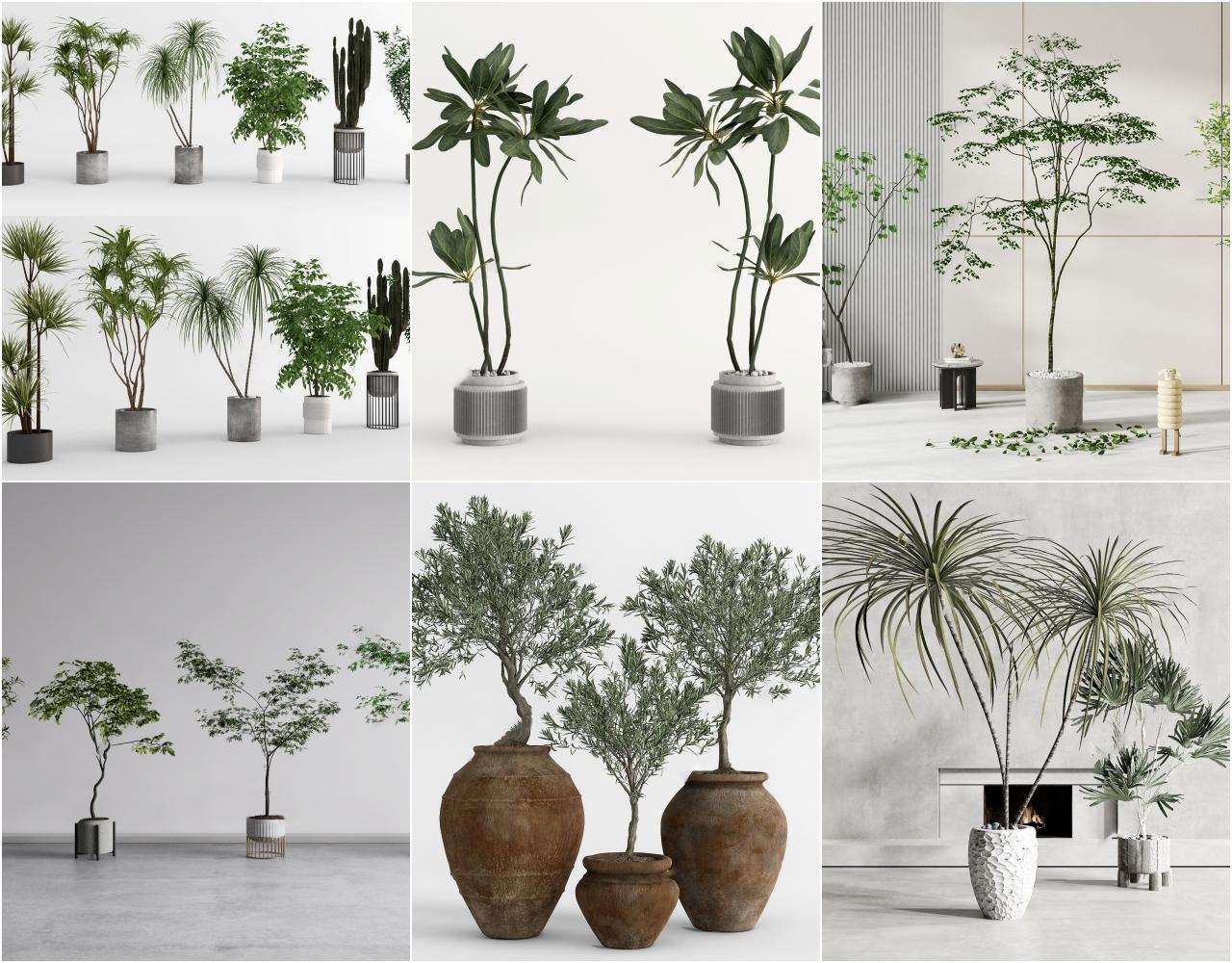 Plant