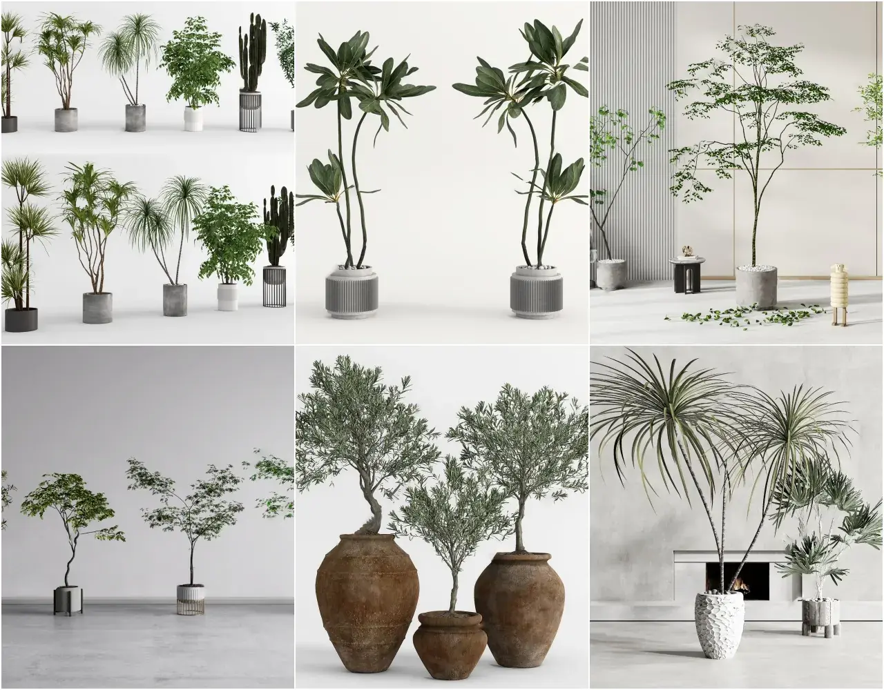 Plant