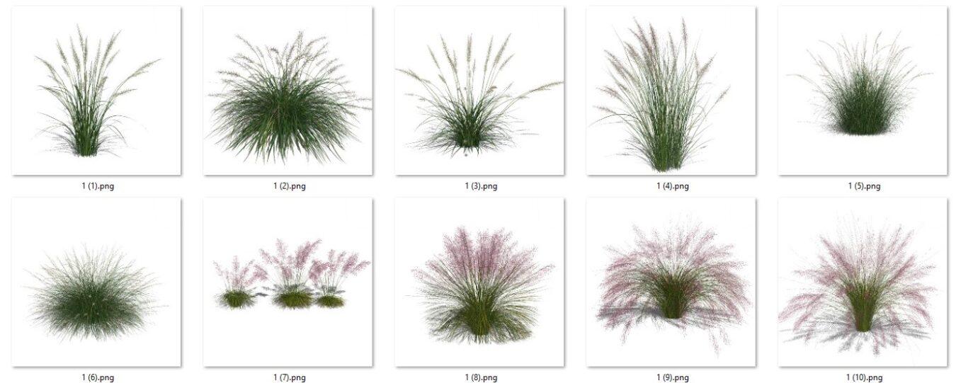 Grass