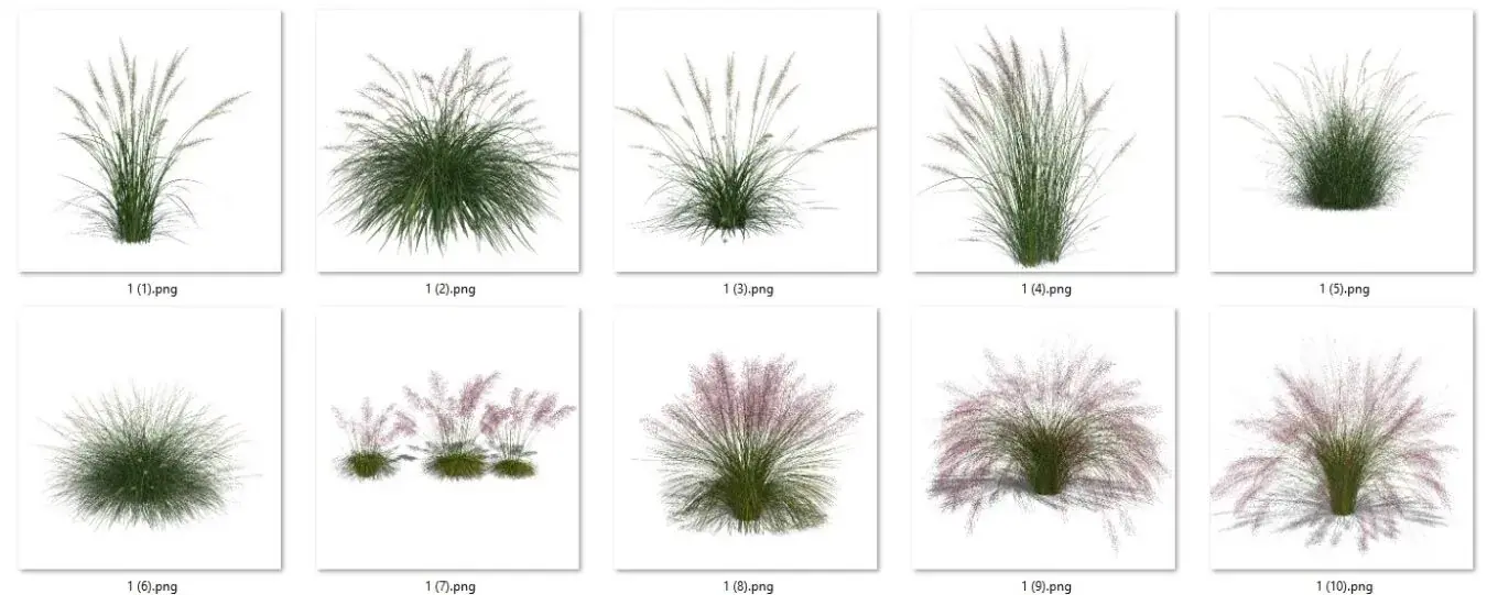 Grass