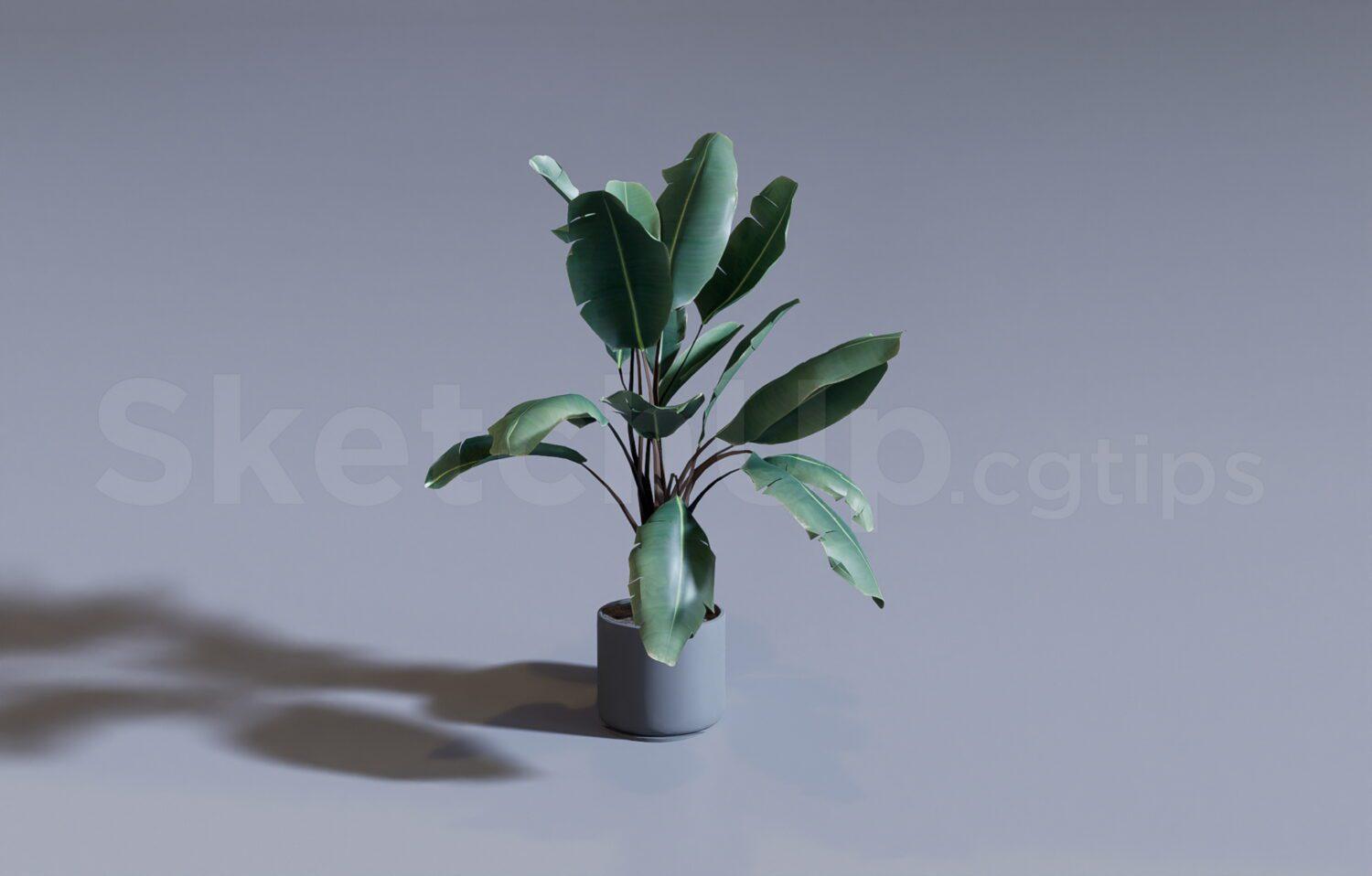 Plant