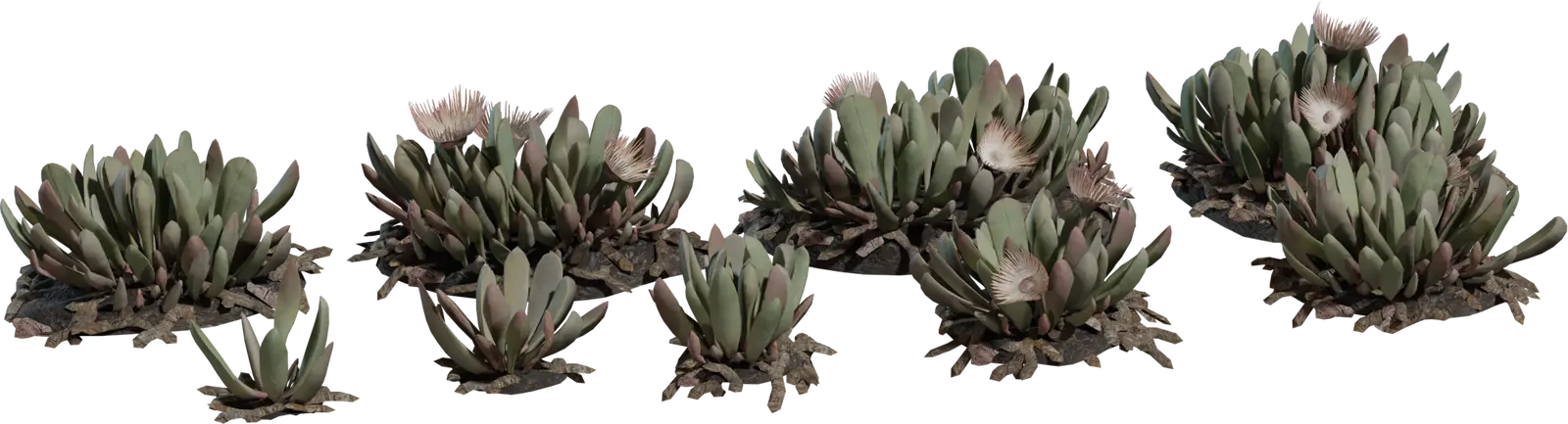 Cheiridopsis Succulent — preview 1, by James Ray Cock, Jenelle van Heerden (Poly Haven, CC0)