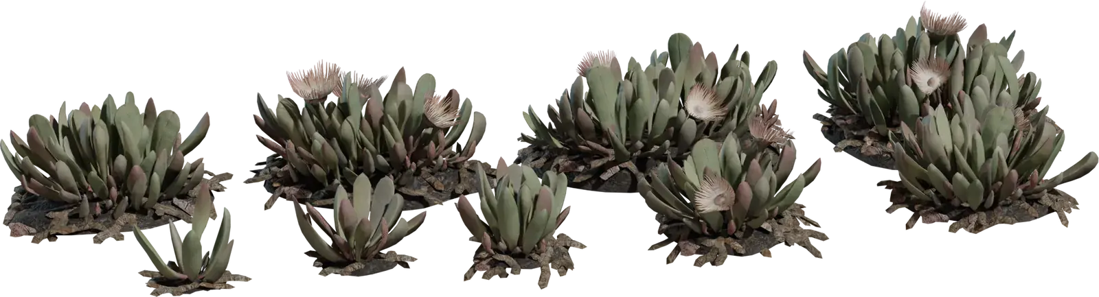 Cheiridopsis Succulent