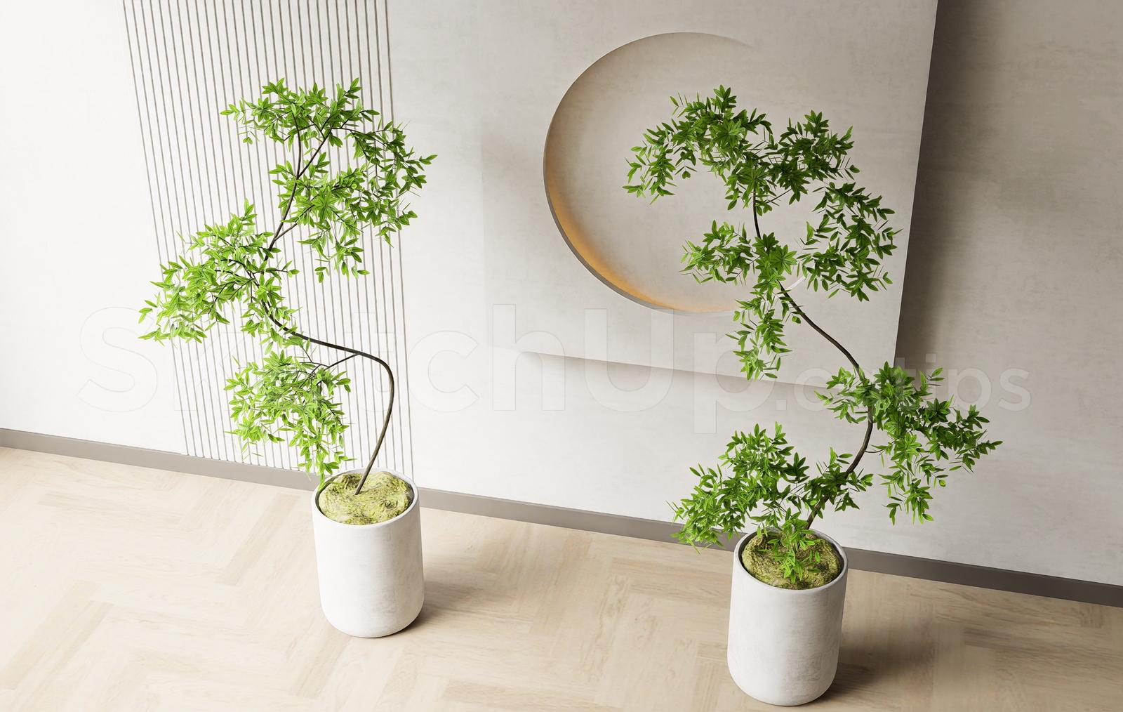 Plant