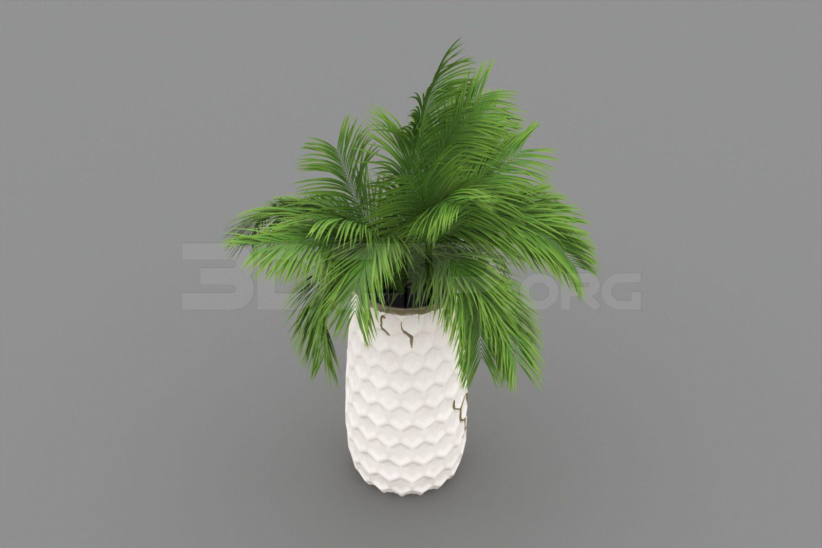 Plant