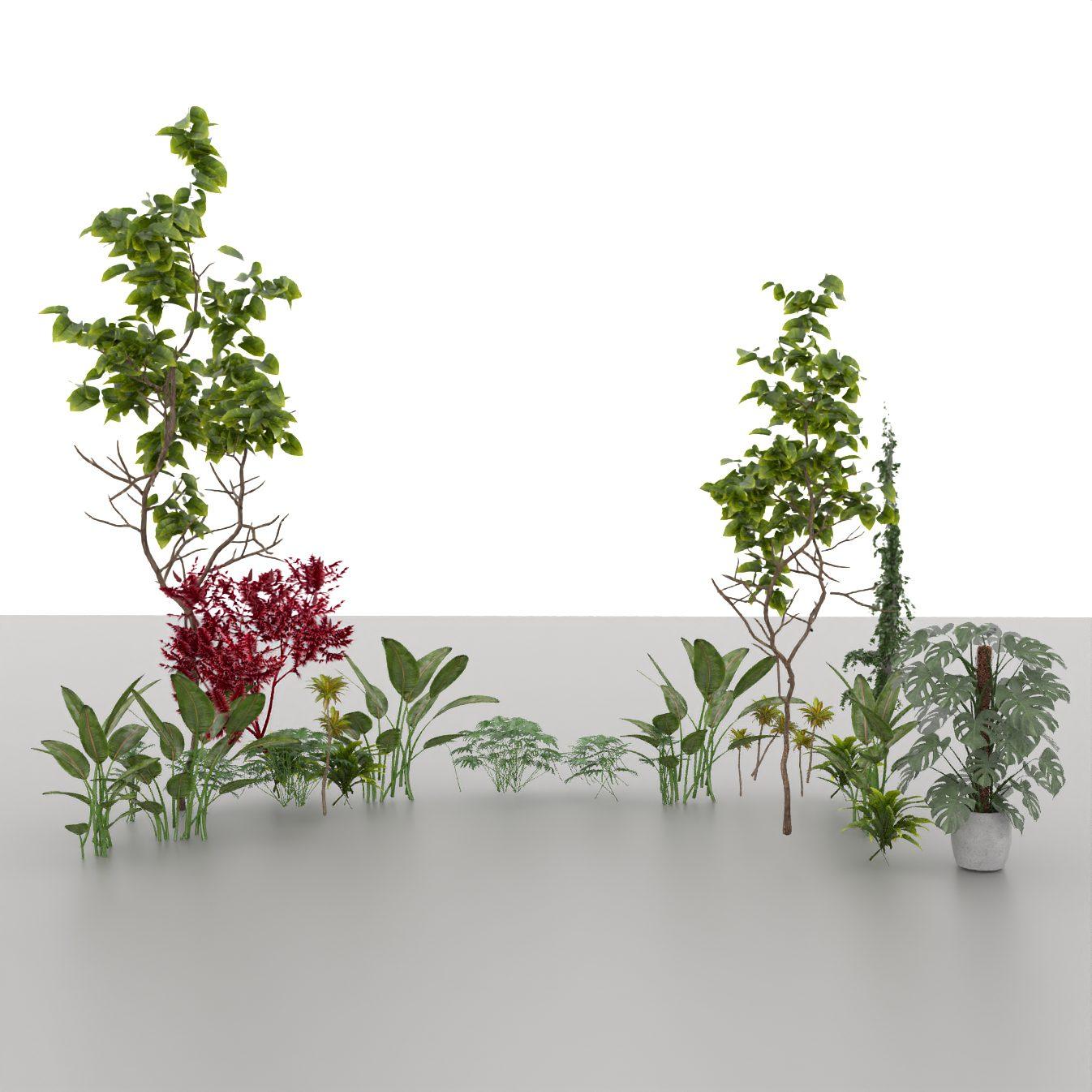 Plant