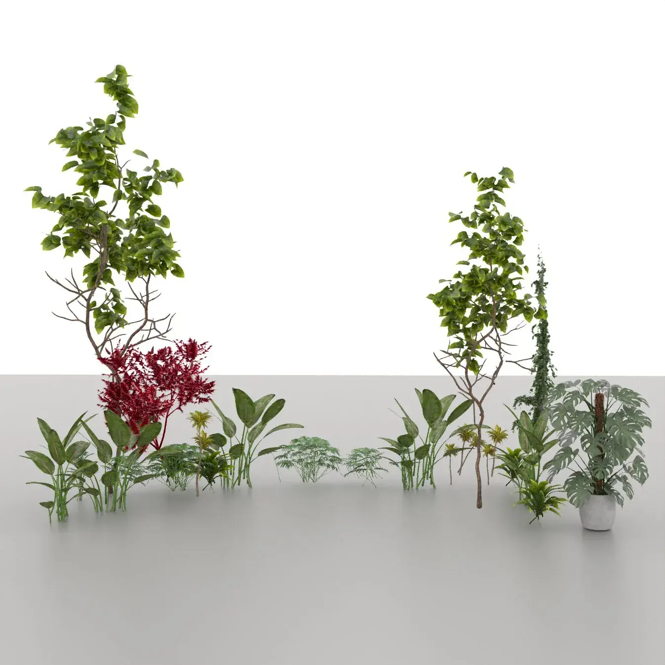 Plant