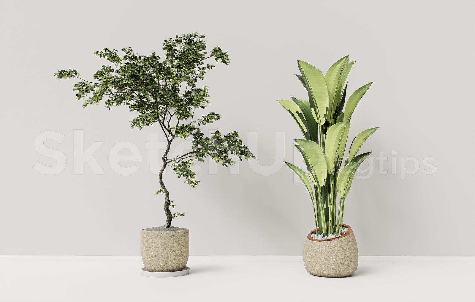 Plant